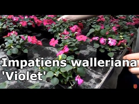 Videó: Impatiens szaporítása: Hogyan gyökerezzük meg az Impatiens dugványait