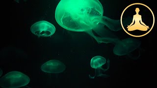 Jellyfish (deeply relaxing)