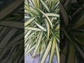 BEAUTIFUL SPIDER PLANTS##SHORTS VIDEO##