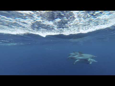 Video: Wissenschaftler Haben Herausgefunden, Warum Wale Und Delfine An Land Gespült Werden - Alternative Ansicht