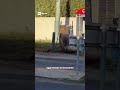 Il gigante della Tasmania: un elefante marino invade la città, Neil è la nuova star dei social