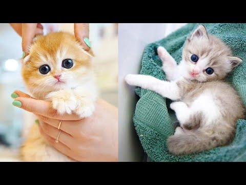 Baby cats 😺- cute and dogs funny animal 😂 videos 2024 compilation #3| vm animal