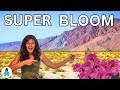 We saw the super bloom in Anza-Borrego State Park
