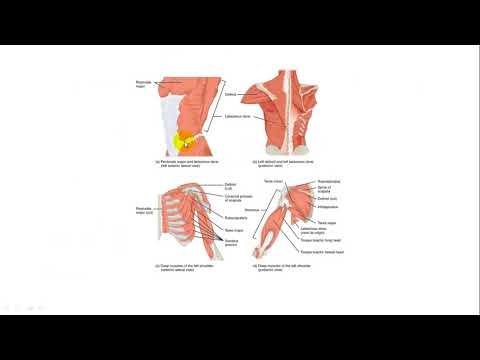 Video: Ce împarte mușchiul în epaxial și hipaxial?