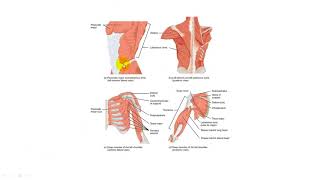 Axial and Appendicular Muscles