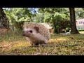 Hedgehog&#39;s very cute video