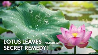 Player Profile Lotus Leaf Benefits: Detox, Weight Support & Heart Health Explained
