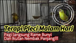 Terapi Pleci Malam Hari Bikin Gacor seketika!!!