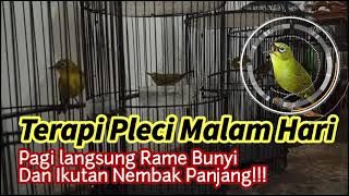 Terapi Pleci Malam Hari Bikin Gacor seketika!!!