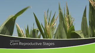 Corn Reproductive Stages
