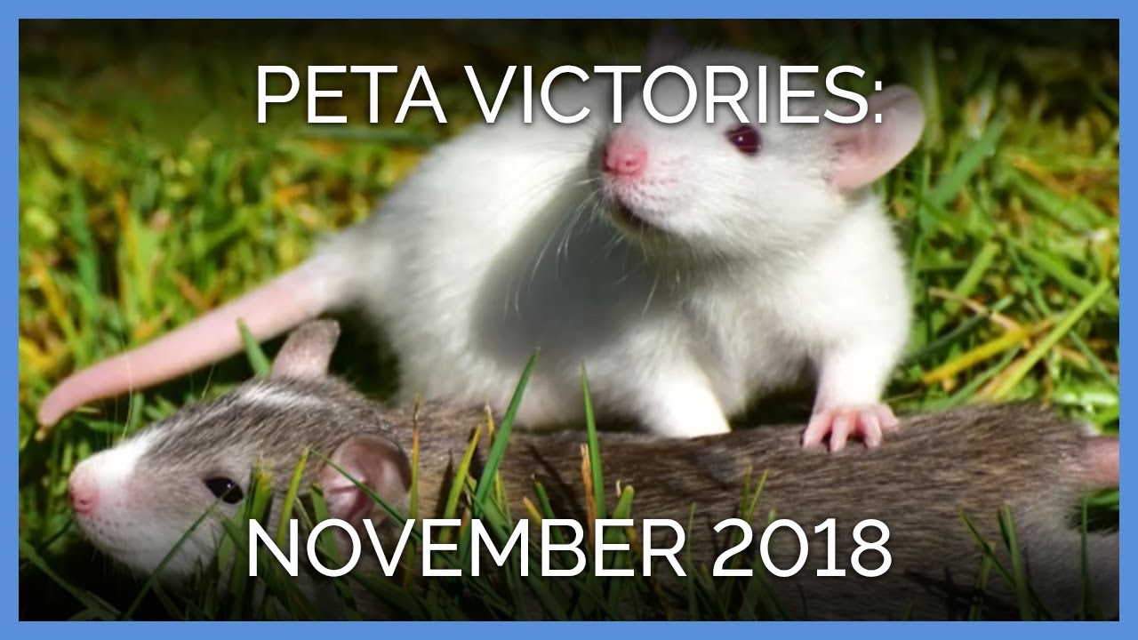 activism vs advocacy November 2018 Victories PETA
