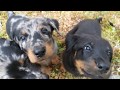 Beauceron puppies in the forest (43 days old) の動画、YouTube動画。