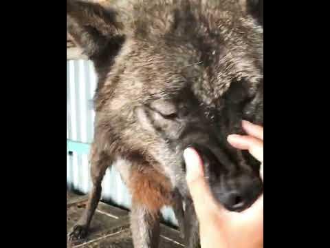 Клыки Волка, Канадский волк, самый крупный в мире волк, клыки Волка ...
