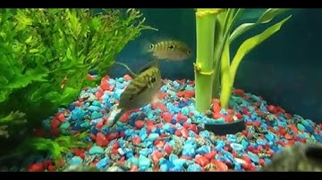 Jack Dempsey Cichlid vs Neon Tetra - Fish Tank Battles
