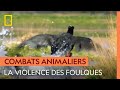 Ref:0epseiW00J4 Impressionnant combat entre deux foulques g�antes