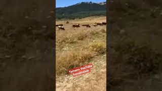 Koru Yaylasında Bir Gün