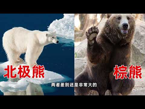 白化棕熊两次被送往北极，事实真是如此吗？结尾告诉你答案