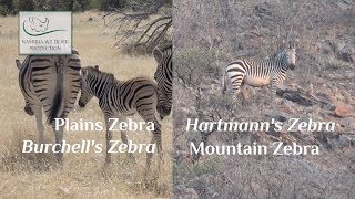 Follow The Tracks - Episode 3 - Zebra