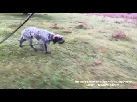 Video: Hoe je je hond kunt trainen om geen schapen te jagen