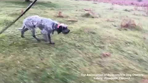 Jamie Penrith how do you stop a dog from chasing sheep quickly