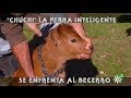 Toros de El Parralejo: perrita brava se enfrenta al becerrito más bravo  | Toros desde Andalucía
