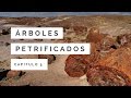 Árboles Petrificadas: La Gran Catástrofe #5