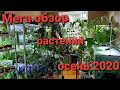 МЕГА Обзор растений  Осень 2020