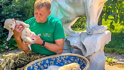 Откуда в парке львов появились БЕЛЫЕ ЛЬВЯТА?