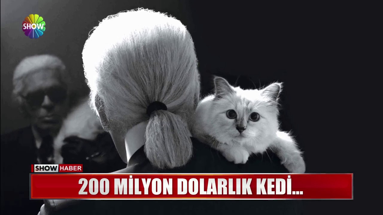 200 Milyon Dolarlik Kedi Youtube