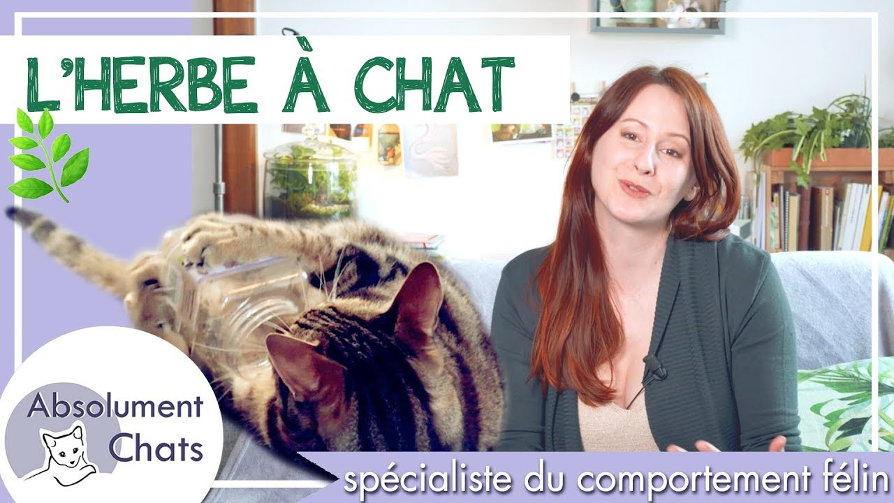 L'herbe à chat pourrait vous servir à autre chose qu'à énerver votre chat 