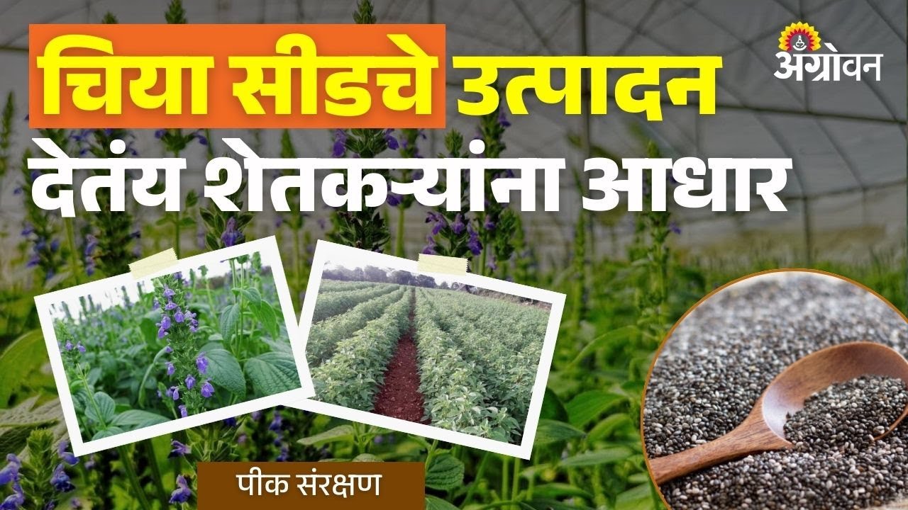 Chia Seed Cultivation: कमी पाण्यात चांगले उत्पन्न मिळवून देणाऱ्या चिया सीडचे लागवड तंत्र | Agrowon