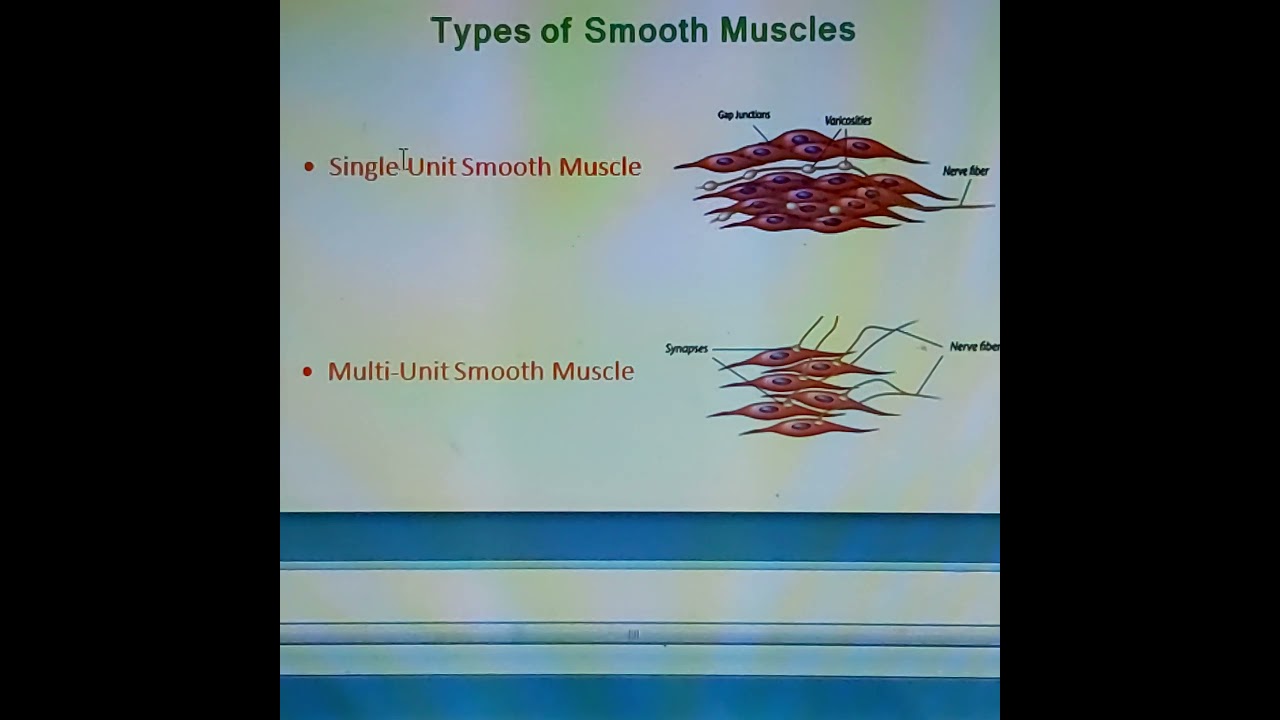 Smooth muscle physiology - YouTube