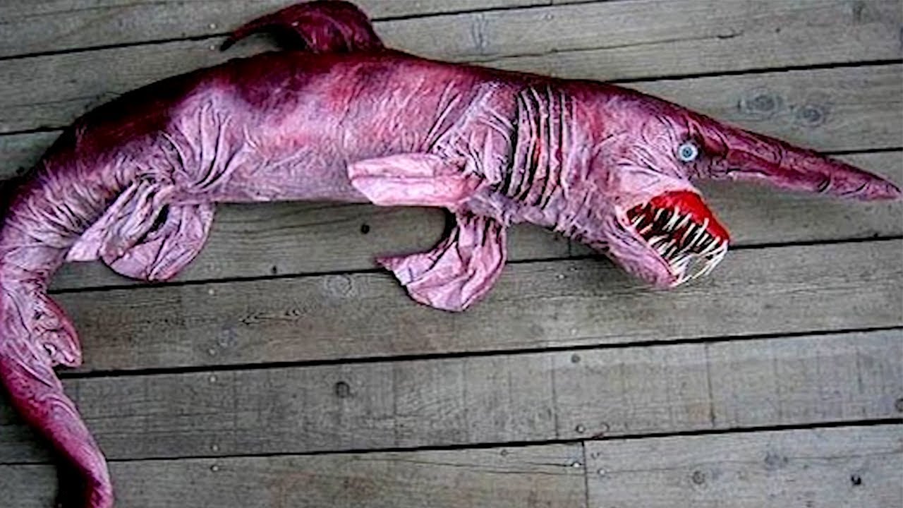 15 MOST Terrifying Sea Creatures to have Ever Lived