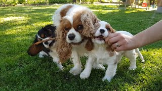 Cute, Funny Dragging Cavalier King Charles Spaniel Puppies