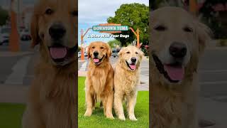 8 Dog Friendly Things to do in Yuma, AZ #shorts