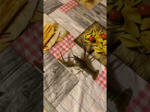 🤣Вот что бывает когда решил погладить рака🤣 #ржака #смех #прикол #юмор
