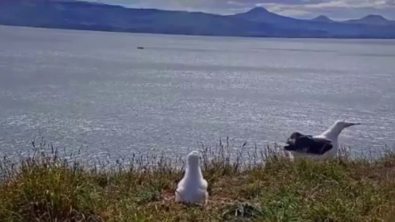 ワロタ アホウドリの顔面着地 Youtube ワロタ アホウドリの顔面着地 Youtube