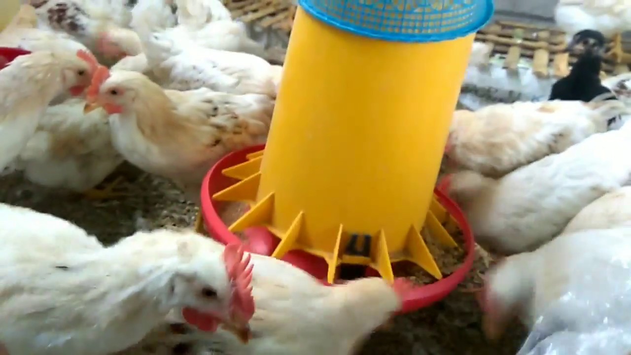 Ayam Pejantan Umur 59 Hari Besok Panen 60 Hari