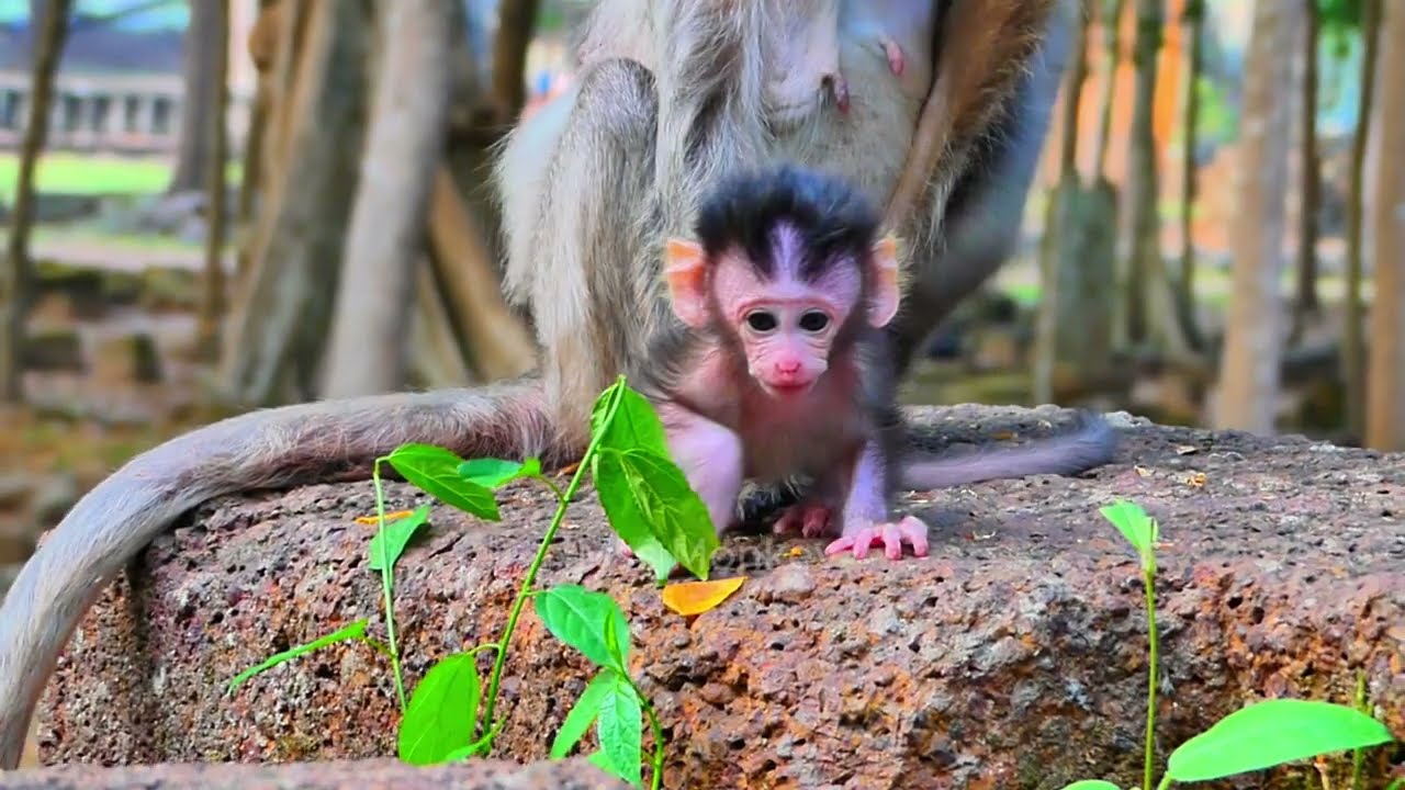 One of the old monkey JADE bi/te to tell her new baby dis/continue milk for now it enough