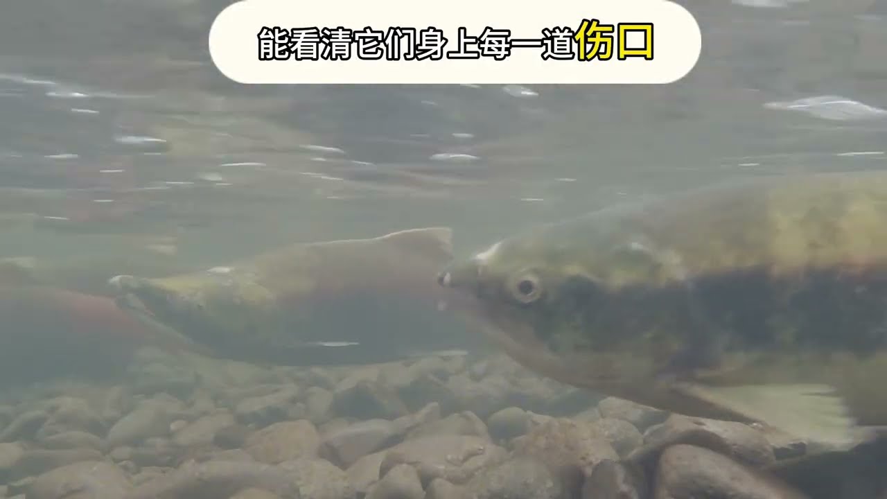 34为了使命，三文鱼冒死游了一千公里