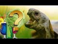 Чем кормить сухопутных черепах? Правильный рацион