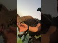 A man playing with a huge vine