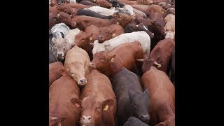Mexican Senate Unanimously Agrees We Need to Treat Farmed Animals Better