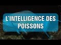 Conférence Sébastien Moro - L'intelligence des poissons