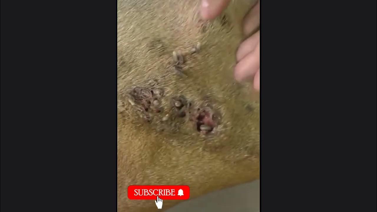 Mango Worms Dog Healing Puppy mango worm extraction Mango worm