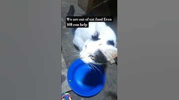 Donation link in YouTube channel please do all you can donate any amount to help us buy cats feed 💔