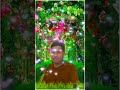 Nirmalachauhan3165 sareest saree love newsong cute sarres song shortbhojpuri