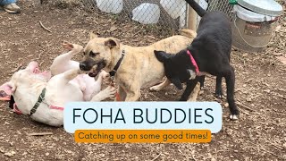FOHA BUDDIES - April 18, 2025