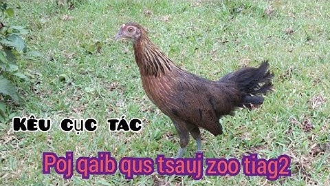 tiếng gà mái rừng kêu cục tác gọi trống 🔥🔥🔥 Suab poj qaib qus tsauj zoo tiag2 li