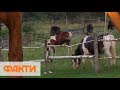 Походы и терапия лошадьми. Как работает гостевое ранчо возле Львова